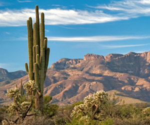 Desert landscape