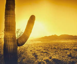 A cactus in a desert landscape